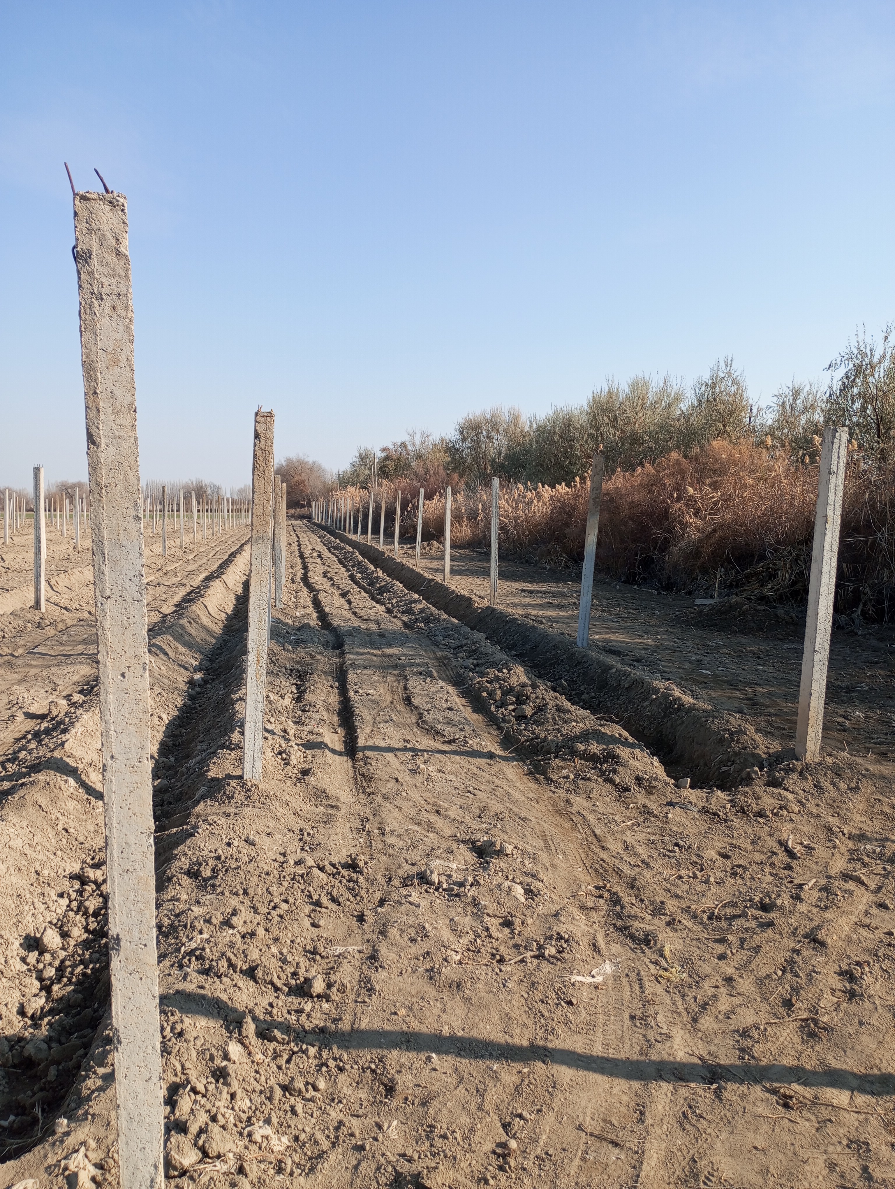 Elaeagnus angustifolia---Фанаты---251115-006